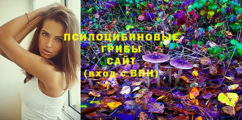 Псилоцибиновые грибы Psilocybine cubensis  Карабаново 